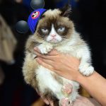 grumpy cat