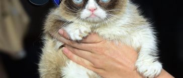 grumpy cat