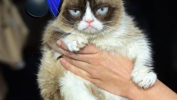 grumpy cat